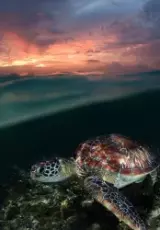 Жизнь черепахи