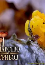 Великий грибной путь. Царство грибов