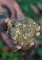 Белый трюфель. Царство грибов