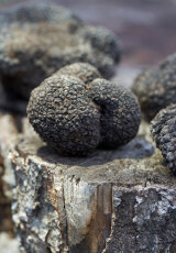 Черный трюфель. Царство грибов