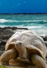 Галапагосская черепаха - самая большая черепаха на земле. Слоновая черепаха.