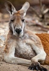 Король кенгуру - Дикая природа Австралии