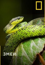 В поисках королевской кобры