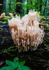 Уникальные свойства грибов