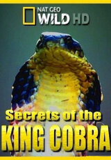 Загадки королевской кобры
