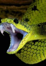 Ядовитые укусы. Смерть или спасение