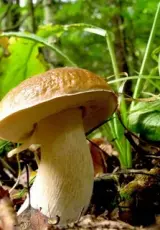 Белые. Царство грибов