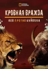 Заклятые враги: львы и буйволы
