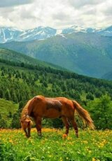 Дикая природа России. Горный Алтай