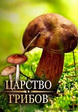 Мифы о грибах. Царство грибов