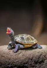 Черепахи. Маленькие, но значительные.