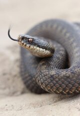 Смертоносные змеи - Гадюки