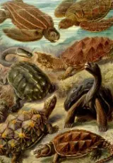 Реальная Эволюция Черепах. От клюва до панциря