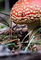 Ядовитые грибы. Царство грибов