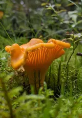 Лисички. Царство грибов