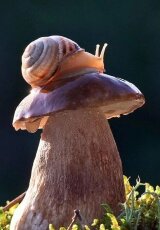 Кое-что о грибах...