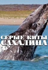 Серые киты Сахалина