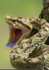 Самые опасные змеи Азии