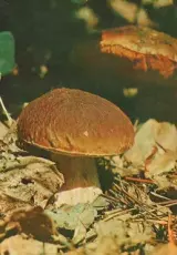 Грибы. Центрнаучфильм