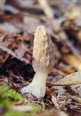 Весенние грибы. Царство грибов