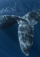 Тайны океанов: Большие киты