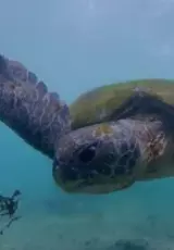 Дикая Шри-Ланка - Побережье гигантов