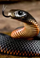 Смертельное увлечение: Змеи