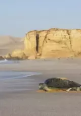 Наследие черепах