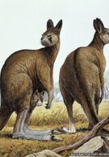 Австралия. Тайны эволюции