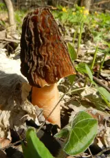 Строчки. Царство грибов