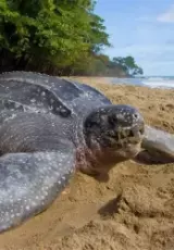 Кожистая морская черепаха