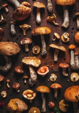 Определитель грибов