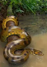 Гигантские змеи: Удавы