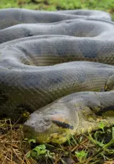 Анаконда - самая большая и опасная змея в мире