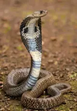 Самые смертоносные змеи в мире