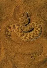 Змеи. Рожденные убивать