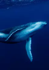 Глубоководные киты