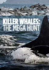 Киты-убийцы