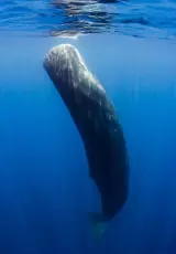 Кашалоты и киты