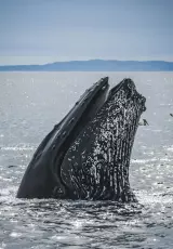 Загадка китов