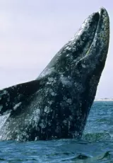 Великаны планеты. Серый кит