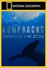 Киты-горбачи: Разгадка кода