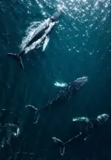 Горбатые киты. Жизнь клана