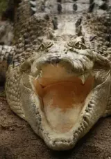 Самые опасные животные Австралии