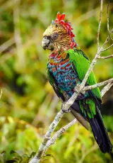 Дикая природа Австралии. Большие попугаи.