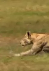 Львы на грани