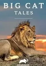 Истории больших кошек