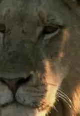 Львы в битве