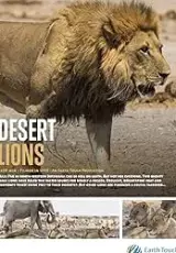 Пустынные львы