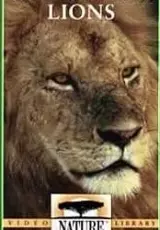 Львы из кратера